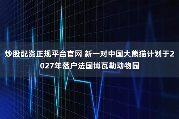 炒股配资正规平台官网 新一对中国大熊猫计划于2027年落户法国博瓦勒动物园